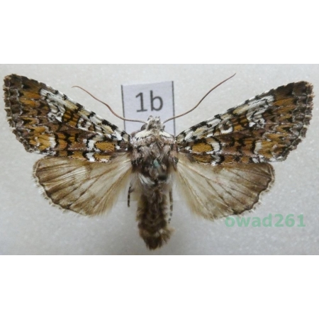 Crypsedra gemmea (Treitschke, 1825) Czech1b